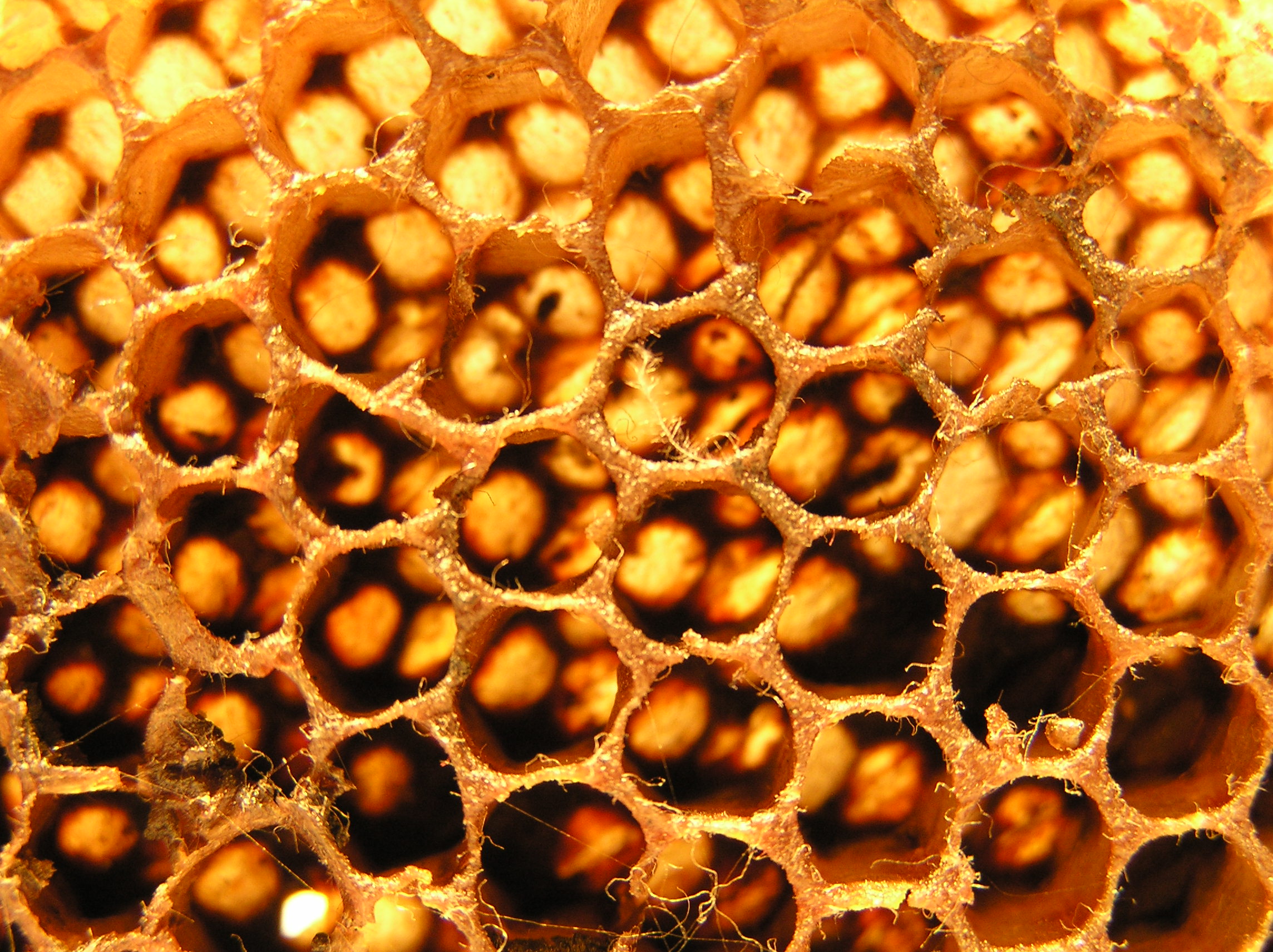 the honeycomb