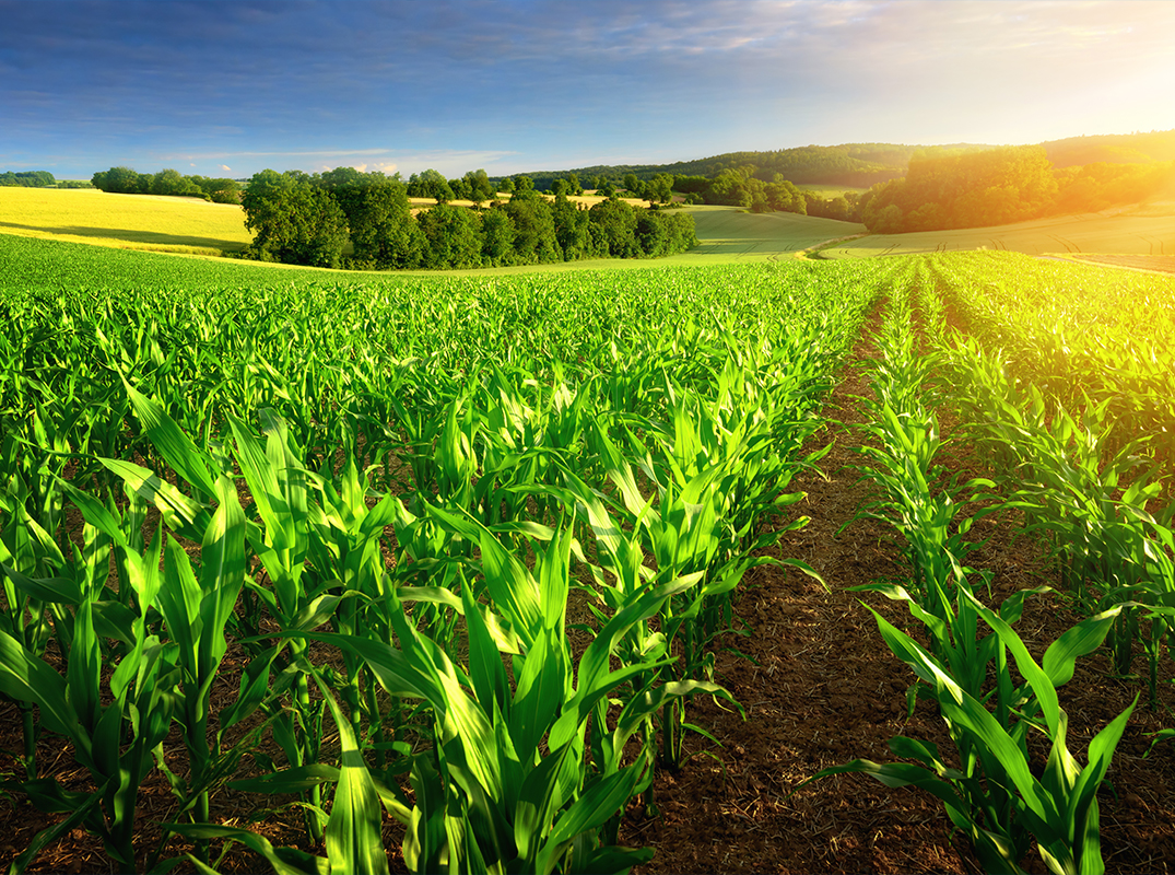 maize field